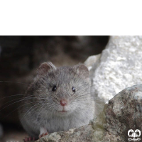 گونه ول برفی European Snow Vole